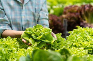 Organik sebze sahibi elinde yeşil meşe sebzeleri, hidroponik sebze konsepti çiftlik, yeşil meşe salatası, yeşil sebzeler