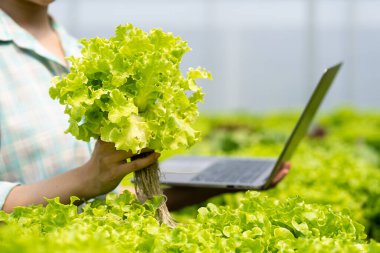 Organik sebze sahibi elinde yeşil meşe sebzeleri, hidroponik sebze konsepti çiftlik, yeşil meşe salatası, yeşil sebzeler