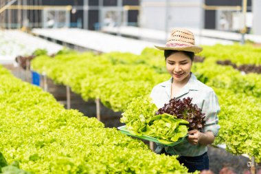 Çiftçi Sebze Bahçesi Sahibi Genç Asyalı Dost Canlısı Kadın Gülümseyen ve Sebze Tutan Salata Organik Taze Hidrofonik Sebzeler Çiftlik Bahçesi Serasında üretilen tarım ürünleri