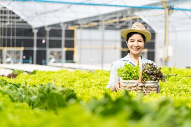 Çiftçi Sebze Bahçesi Sahibi Genç Asyalı Dost Canlısı Kadın Gülümseyen ve Sebze Tutan Salata Organik Taze Hidrofonik Sebzeler Çiftlik Bahçesi Serasında üretilen tarım ürünleri