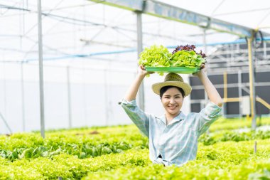 Çiftçi Sebze Bahçesi Sahibi Genç Asyalı Dost Canlısı Kadın Gülümseyen ve Sebze Tutan Salata Organik Taze Hidrofonik Sebzeler Çiftlik Bahçesi Serasında üretilen tarım ürünleri