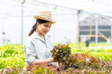 Çiftçi Sebze Bahçesi Sahibi Genç Asyalı Dost Canlısı Kadın Gülümseyen ve Sebze Tutan Salata Organik Taze Hidrofonik Sebzeler Çiftlik Bahçesi Serasında üretilen tarım ürünleri