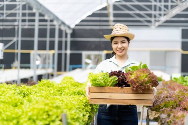 Çiftçi Sebze Bahçesi Sahibi Genç Asyalı Dost Canlısı Kadın Gülümseyen ve Sebze Tutan Salata Organik Taze Hidrofonik Sebzeler Çiftlik Bahçesi Serasında üretilen tarım ürünleri