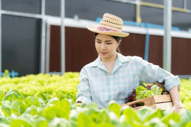 Çiftçi Sebze Bahçesi Sahibi Genç Asyalı Dost Canlısı Kadın Gülümseyen ve Sebze Tutan Salata Organik Taze Hidrofonik Sebzeler Çiftlik Bahçesi Serasında üretilen tarım ürünleri