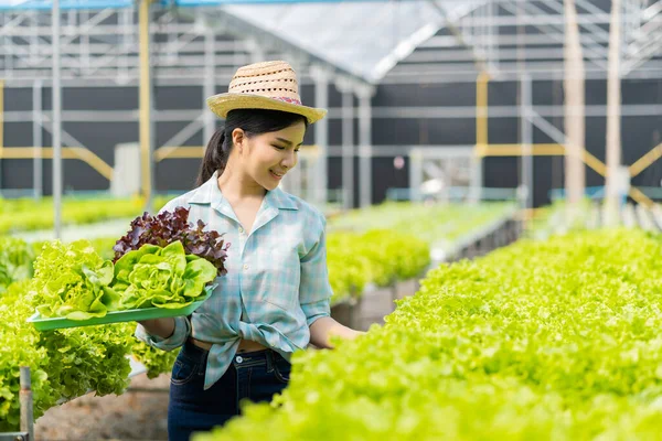 Farmer Vegetable Garden Owner Young Asian Friendly Woman Smiling and Holding Vegetable Salad Organic Fresh Hydroponic Vegetables Produced in Farm Nursery Garden Greenhouse agribusiness ideas