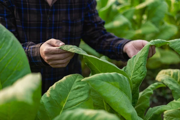 stock image Male plantation owner inspecting tobacco leaves Agricultural males in tobacco fields are touching the leaves in the field to check quality and size before harvesting to meet industry standard quality.