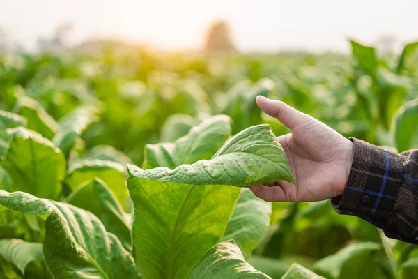 Владелец Мужской Плантации Осматривающий Листья Табака Сельскохозяйственные Мужчины Табачных Полях — стоковое фото