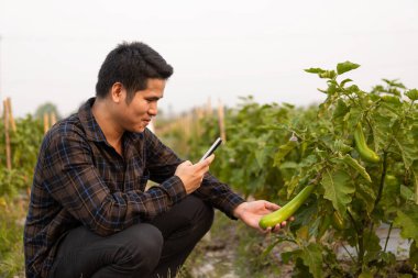 Asyalı bir erkek çiftçi online teslimat için patlıcan ve salatalık bitkilerinin fotoğraflarını çekmek için akıllı telefon kullanıyor. Genç çiftçi ve sebze yetiştiriciliği, tarım sektörü kavramı