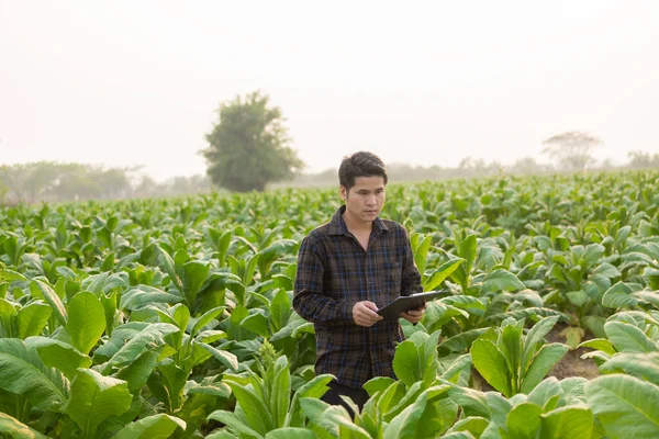 Asijský Zemědělec Používající Tabletu Testování Listů Tabáku Výběru Nové Pěstitelské — Stock fotografie