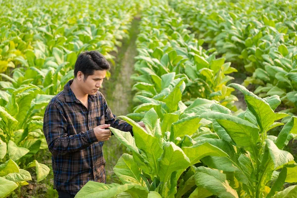 Asijský Zemědělec Testuje Listy Tabáku Zvolí Novou Metodu Pěstování Mladý — Stock fotografie