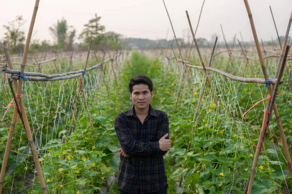 Asian male farmer in cucumber garden inspecting and checking produce for delivery online Young farmer and vegetable farm, agribusiness concept