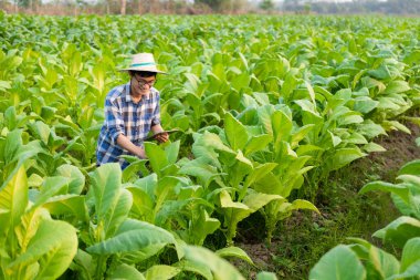 Asyalı erkek çiftçi tütün yapraklarını test etmek için tablet kullanıyor ve yeni bir tarım yöntemi seçiyor. Genç çiftçiler ve tütün tarımı, tarım sektörü kavramı.