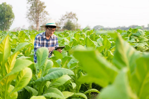 Азиатский Фермер Использующий Планшеты Тестирования Табачных Листьев Выбора Нового Метода — стоковое фото