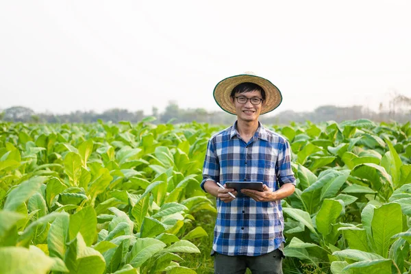 Asijský Zemědělec Používající Tabletu Testování Listů Tabáku Výběru Nové Pěstitelské — Stock fotografie
