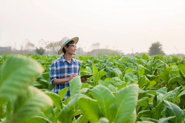 Asian Male Farmer Using Tablet Test Tobacco Leaves Choose New — Stock Photo, Image