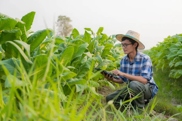 stock image Asian male farmer using tablet to test tobacco leaves and choose a new cultivation method Young farmers and tobacco farming, agribusiness concept