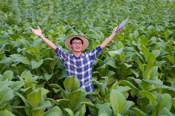 Vzrušený Asijský Farmář Zvedne Ruku Aby Zasadil Svěží Zelený Tabák — Stock fotografie
