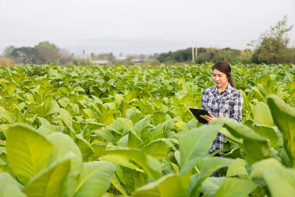 Азиатская Молодая Женщина Фермер Табличкой Проверки Пышный Зеленый Табак Оставляет — стоковое фото