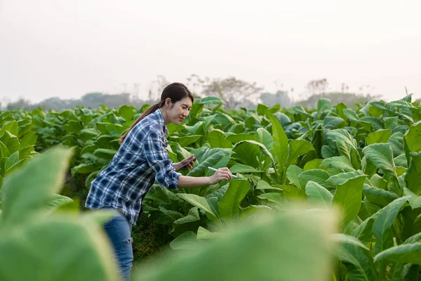 Asian young woman farmer holding a tablet checking lush green tobacco leaves Young farmer and tobacco plantation, agribusiness concept