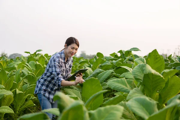 Asijské Mladé Žena Zemědělec Držící Tablet Kontrolu Bujné Zelené Tabákové — Stock fotografie