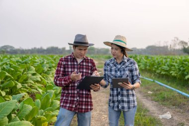 Genç Asyalı erkek ve kadın çiftçiler tütün ve tarım ticareti konsepti yetiştiren genç çiftçilerin verimliliğini kontrol etmek için tütün tarlasında.