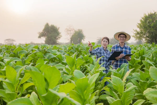 Mladí Asijští Zemědělci Farmářky Tabákové Plantáži Aby Zkontrolovali Výnos Mladých — Stock fotografie