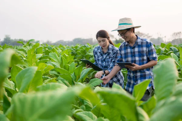 Mladí Asijští Zemědělci Farmářky Tabákové Plantáži Aby Zkontrolovali Výnos Mladých — Stock fotografie