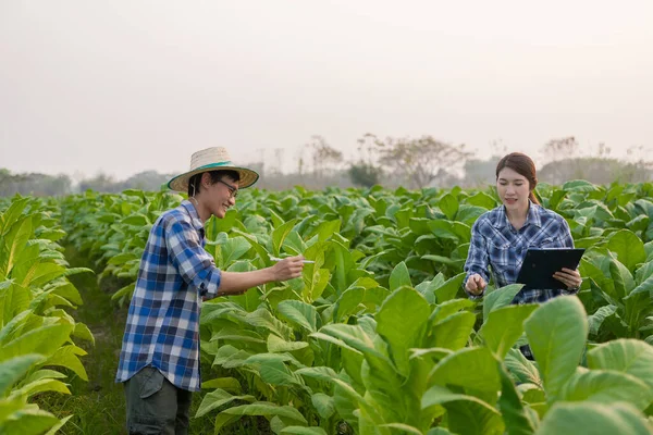 Young Asian male and female farmers in tobacco plantation to check yield for young farmers growing tobacco and farm agribusiness concept