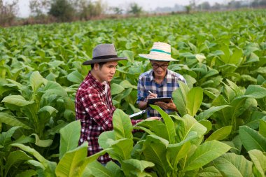 İki Asyalı erkek çiftçi elinde tütün yapraklarının yeşilliğini inceleyen bir tablet tutuyorlar. Tütün ve tarım ticareti yetiştiren genç bir çiftçinin standartlarını karşılamak için verimi kontrol edin.