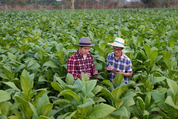 Два Азиатских Фермера Мужчины Держат Планшет Изучающий Зелень Табачных Листьев — стоковое фото