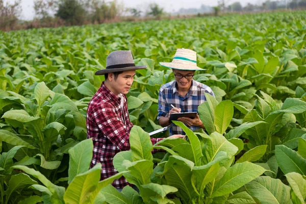 Два Азиатских Фермера Мужчины Держат Планшет Изучающий Зелень Табачных Листьев — стоковое фото