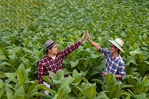 Dva Asijští Zemědělci Dotýkají Rukou Slaví Úspěch Bujné Tabákové Plantáži — Stock fotografie