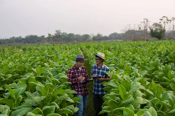 Dva Asijští Farmáři Držící Tabletu Zkoumající Zeleň Tabákových Listů Zkontrolovat — Stock fotografie