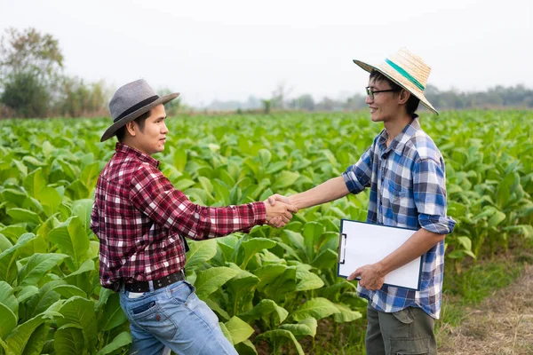 Asijský Zemědělec Drží Ruce Bujné Tabákové Plantáži Zkoumá Produktivitu Mladého — Stock fotografie