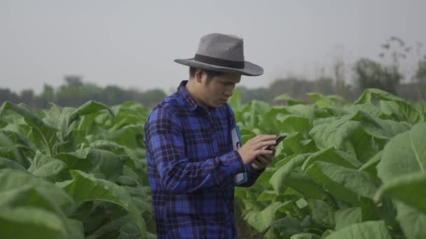 烟草种植园的亚洲农场主站在烟草种植园进行研究或烟草种植园后的质量检查 — 图库视频影像