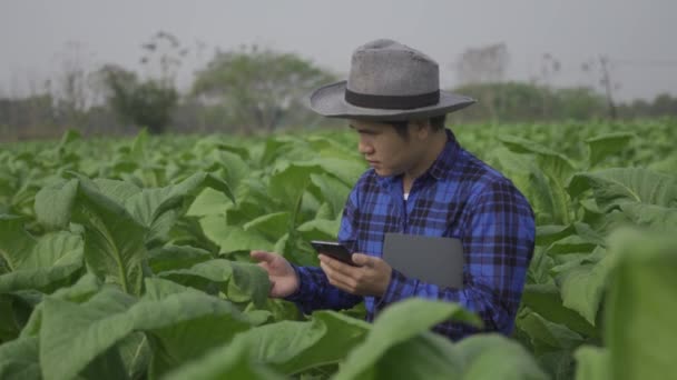 烟草种植园的亚洲农场主站在烟草种植园进行研究或烟草种植园后的质量检查 — 图库视频影像
