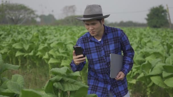 Asijský Plantážník Tabákové Plantáži Stojící Tabákové Plantáži Výzkumem Nebo Kontrolou — Stock video