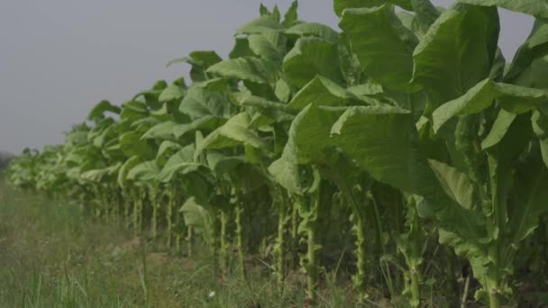 Propietario Plantación Asiática Plantación Tabaco Pie Plantación Tabaco Con Investigación — Vídeo de stock