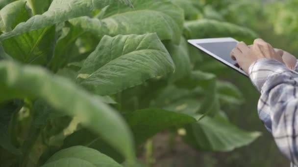 Aziatische Plantage Eigenaar Tabaksplantage Tabaksplantage Met Onderzoek Kwaliteitscontrole Tabaksplantage — Stockvideo