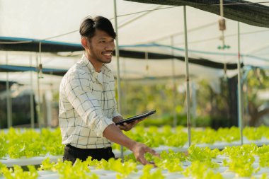 Genç bir sebze bahçıvanı serada yeşil meşe palamudu ve marul teftiş eder. Asyalı çiftçiler hidrofonik sebze yetiştirmekten mutlu..