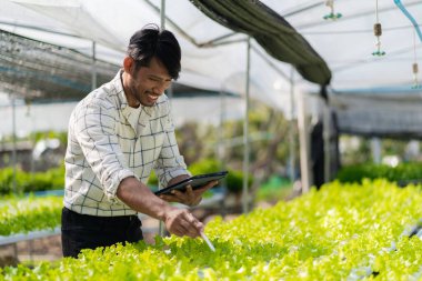 Genç bir sebze bahçıvanı serada yeşil meşe palamudu ve marul teftiş eder. Asyalı çiftçiler hidrofonik sebze yetiştirmekten mutlu..