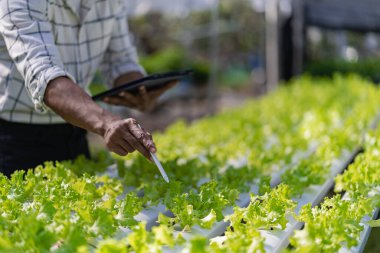 Genç bir sebze bahçıvanı serada yeşil meşe palamudu ve marul teftiş eder. Asyalı çiftçiler hidrofonik sebze yetiştirmekten mutlu..