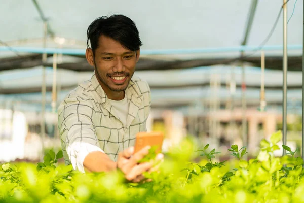 Ein Junger Gemüsegärtner Inspiziert Grüne Eicheln Und Salat Auf Dem — Stockfoto