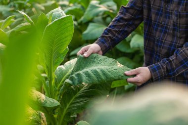 Tütün tarlalarında çalışan çiftçiler Tarım için ektikten sonra tütün bitkilerinin yönetim, planlama veya analizini ve araştırmasını araştıran insanlar.