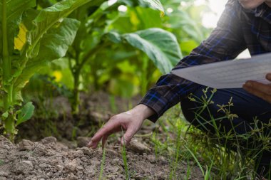 Tütün tarlalarında çalışan çiftçiler Tarım için ektikten sonra tütün bitkilerinin yönetim, planlama veya analizini ve araştırmasını araştıran insanlar.