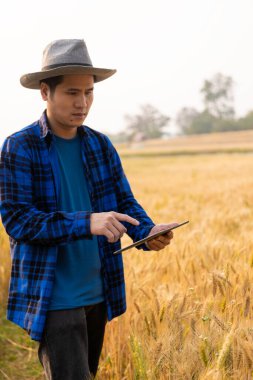 Arpa tarlasında tablet kullanarak modern dijital teknolojiyi kullanan zeki Asyalı çiftçi bir çiftçi bir tahıl tarlasını gözlemler ve tabletten buluta veri gönderir. çiftçilik kavramı