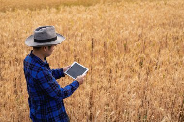 Arpa tarlasında tablet kullanarak modern dijital teknolojiyi kullanan zeki Asyalı çiftçi bir çiftçi bir tahıl tarlasını gözlemler ve tabletten buluta veri gönderir. çiftçilik kavramı