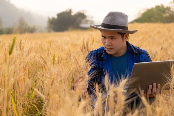 stock image Smart asian farmer using modern digital technology using tablet in barley field A farmer monitors a grain field and sends data to the cloud from a tablet. farming concept