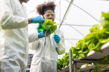 Afrikalı Amerikalı araştırmacı ve bitki genetiği uzmanı. Hidroponik sebze bahçesindeki bakteri ve kalitesini test edin. Araştırmacılar çiftlik suyundan yetiştirilen sebzeleri test etmek için örnekler topluyorlar..
