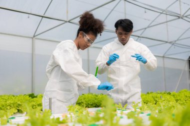 Afrikalı Amerikalı araştırmacı ve bitki genetiği uzmanı. Hidroponik sebze bahçesindeki bakteri ve kalitesini test edin. Araştırmacılar çiftlik suyundan yetiştirilen sebzeleri test etmek için örnekler topluyorlar..